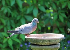 Is er nog iets te eten?