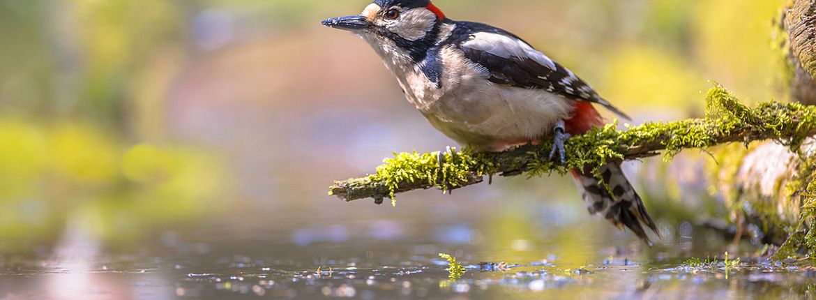 Grote bonte specht / Shutterstock