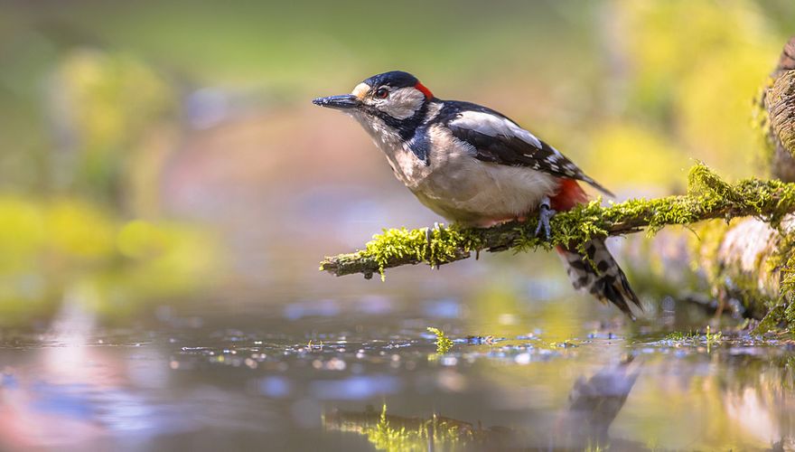 Grote bonte specht / Shutterstock