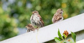 Huismus / Jan Middelveld - Fotogalerij