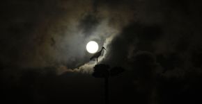 Ooievaar Bart van de Riet