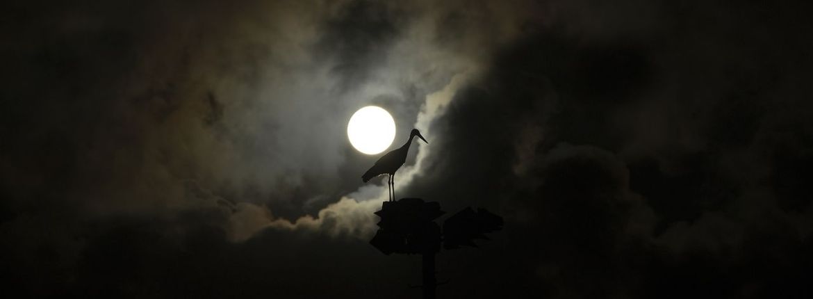 Ooievaar Bart van de Riet