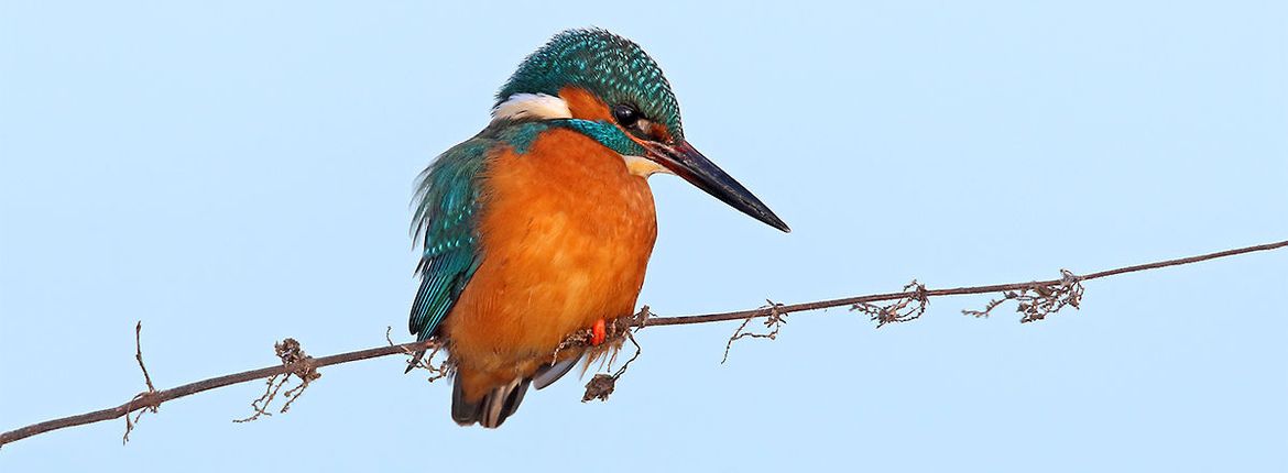 IJsvogel / Koos Dansen