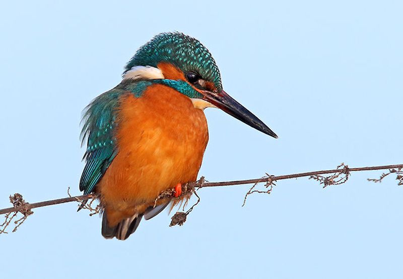 IJsvogel / Koos Dansen