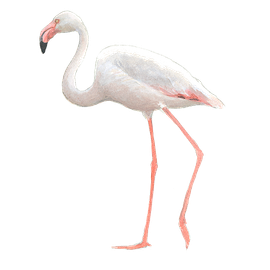 Flamingo / Elwin van der Kolk