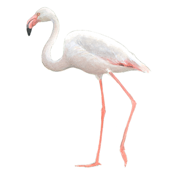 vans de flamingo