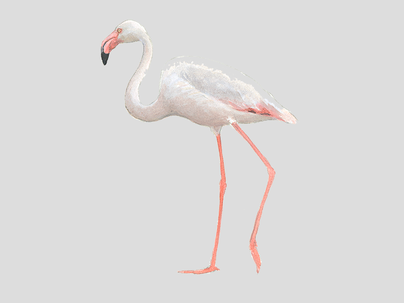 schelp galblaas Intact Flamingo | Vogelbescherming
