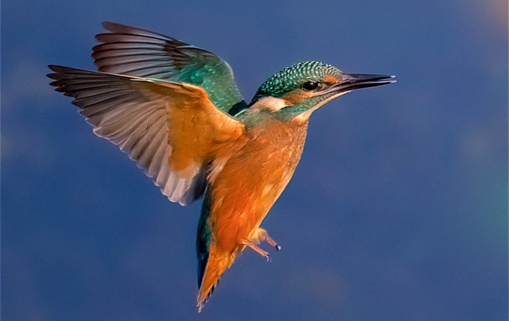 IJsvogel Vogelbescherming