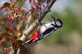Grote Bonte Specht in de Japanse sierkers