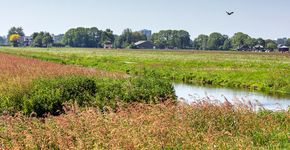 Kruidenrijk weiland / Fred van Diem