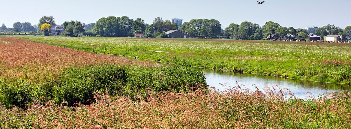 Kruidenrijk weiland / Fred van Diem