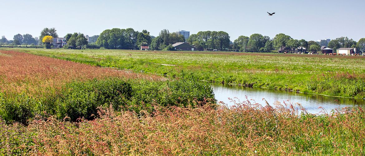 Kruidenrijk weiland / Fred van Diem