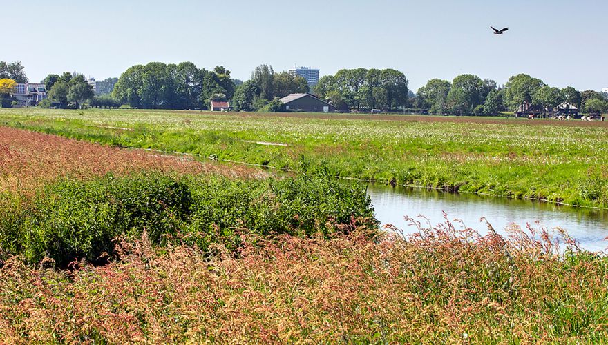 Kruidenrijk weiland / Fred van Diem