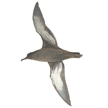 Grauwe pijlstormvogel / Elwin van der Kolk