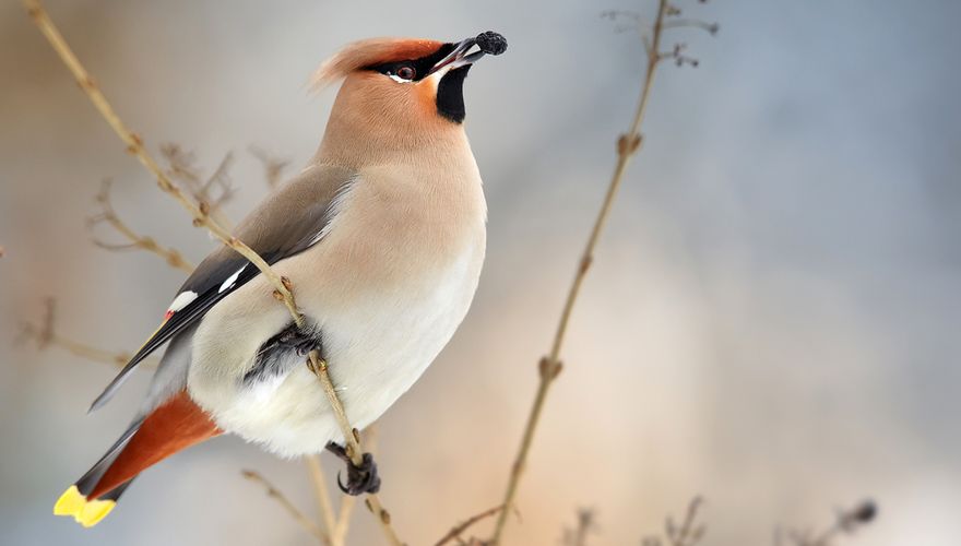 Pestvogel / Shutterstock