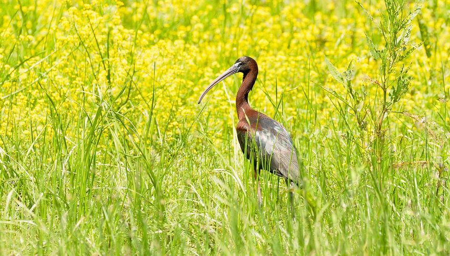 Zwarte Ibis / Jelle de Jong