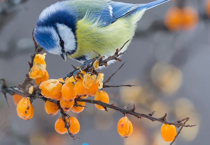 Pimpelmees Tuinvogeltelling / Shutterstock