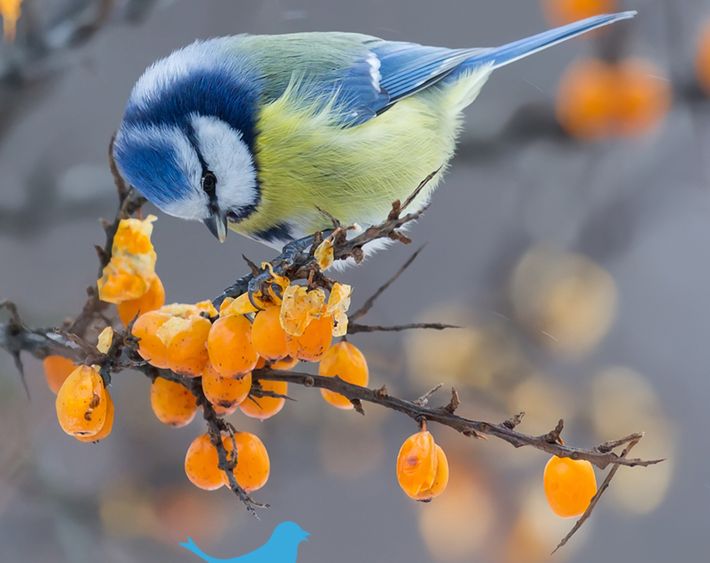 Pimpelmees Tuinvogeltelling / Shutterstock