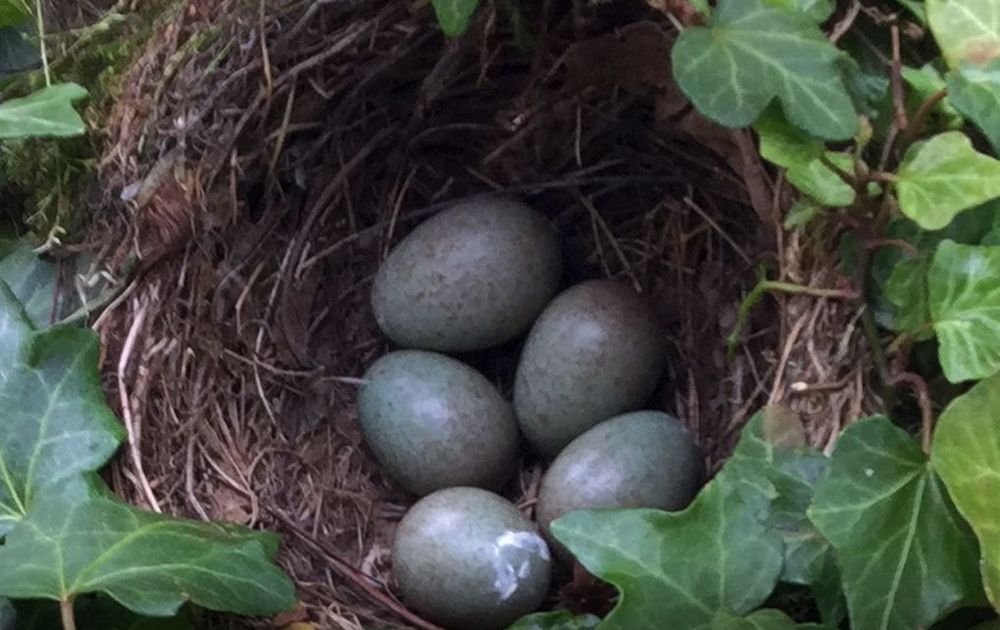 en eieren Vogelbescherming