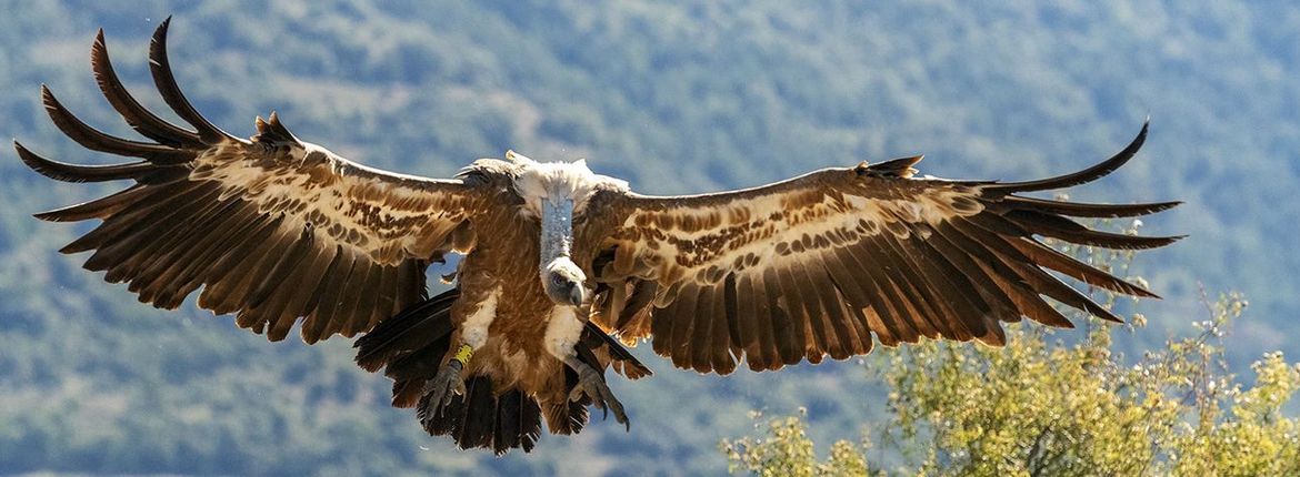 Vale gier, Extremadura, Spanje / Marc Guyt - AGAMI