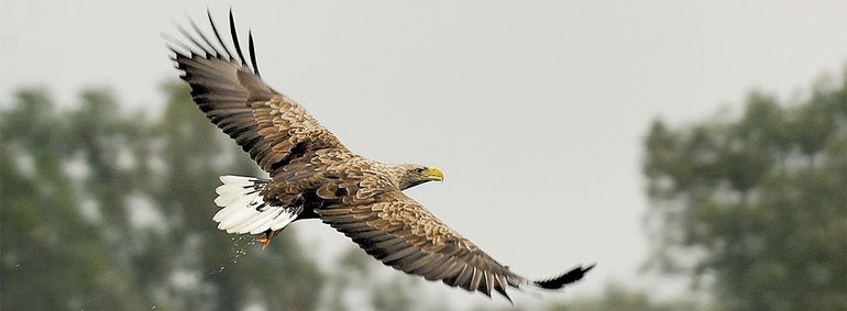 VAAREXCURSIE - De geheimen van de vogeltrek
