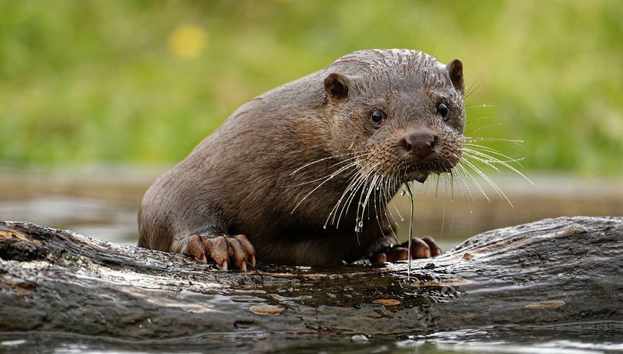 Otter / Shutterstock