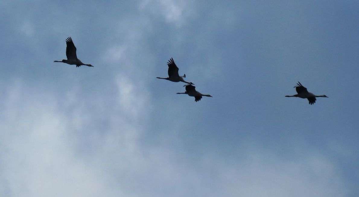 Kraanvogel Telpost Bargerveen / Erik Bloeming