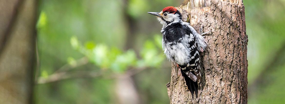 Witrugspecht / Shutterstock