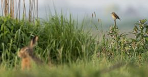Paapje / Bart van de Riet