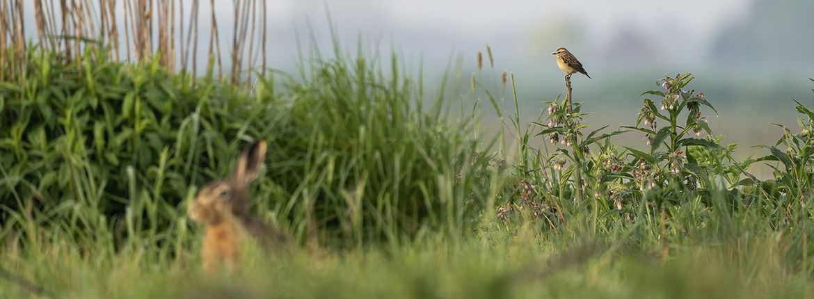 Paapje / Bart van de Riet