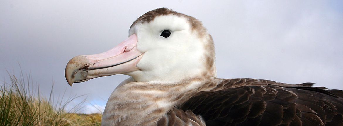 Vluchtig kopen gebruiker Amsterdam Albatros | Vogelbescherming