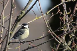 Koolmees in de winterzon