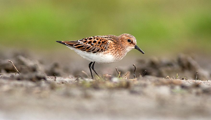 Kleine strandloper  / Corstiaan Beeke