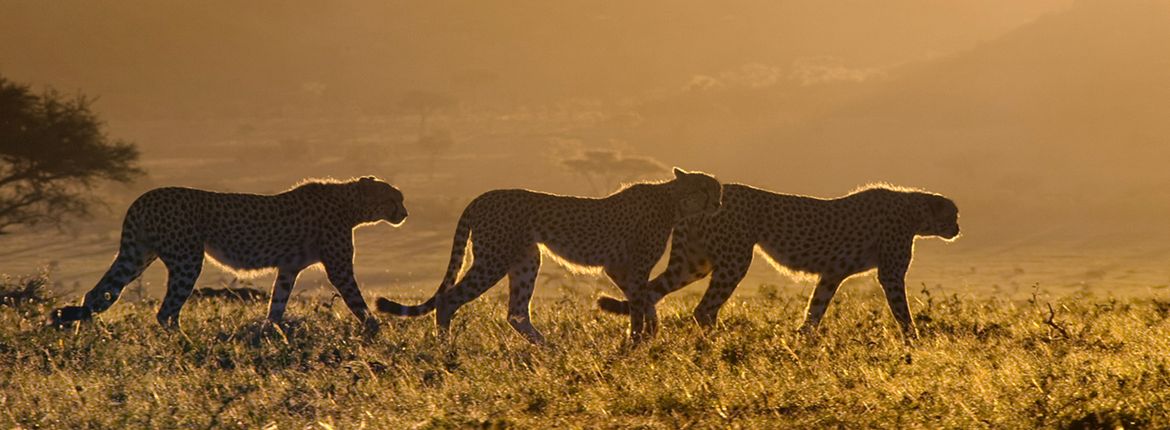 Cheetahs in Kenya / A Life On Our Planet