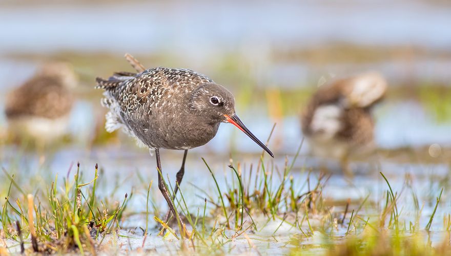 lezing worstelen Confronteren Tureluur vs. zwarte ruiter | Vogelbescherming