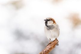 Huismus in wintertijd