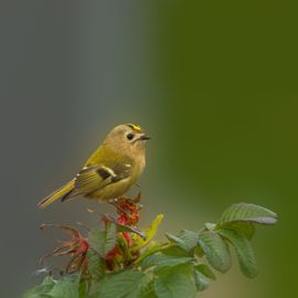 de kleinste van europa
