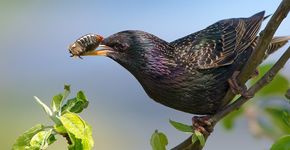 Spreeuw met insect / Shutterstock
