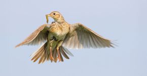 Veldleeuwerik / Shutterstock