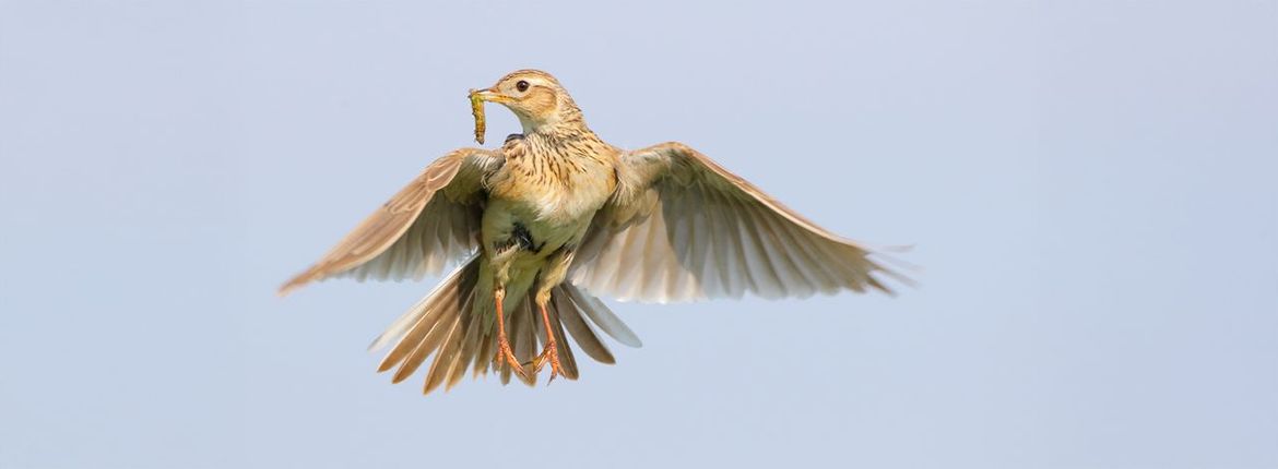 Veldleeuwerik / Shutterstock