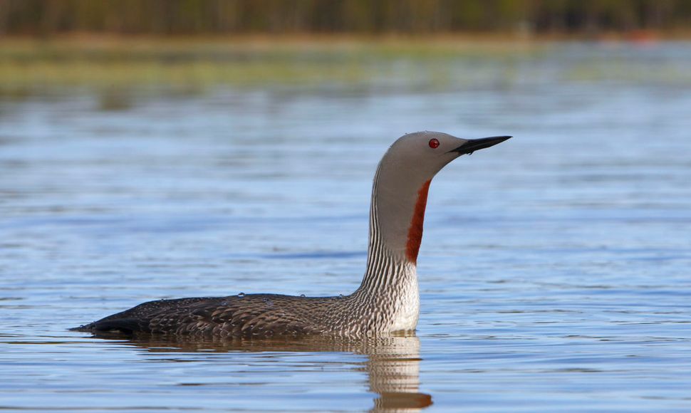 Roodkeelduiker / Agami