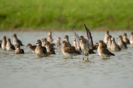 Goudplevieren badderend in het water