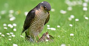 Sperwer met huismus / Leon Dahlmans - Vogelfotogalerij