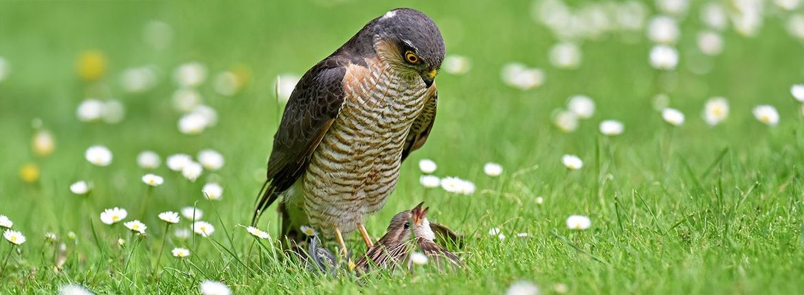 Sperwer met huismus / Leon Dahlmans - Vogelfotogalerij