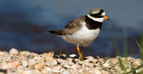 Bontbekplevier / Roy de Haas, AGAMI