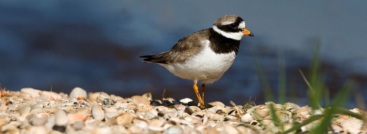 Bontbekplevier / Roy de Haas, AGAMI