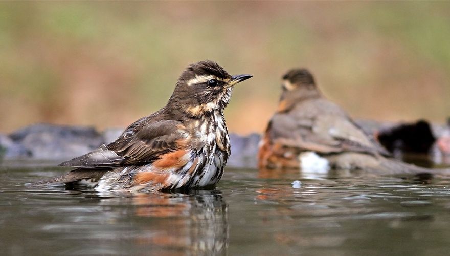 Koperwiek / Koos Dansen