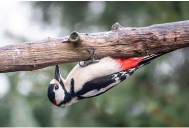 grote bonte specht/ Wilma Hoeve - vogelfotogalerij