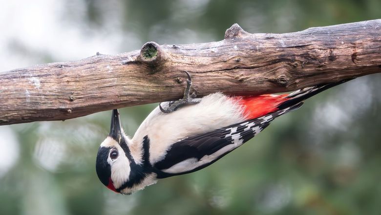 grote bonte specht/ Wilma Hoeve - vogelfotogalerij