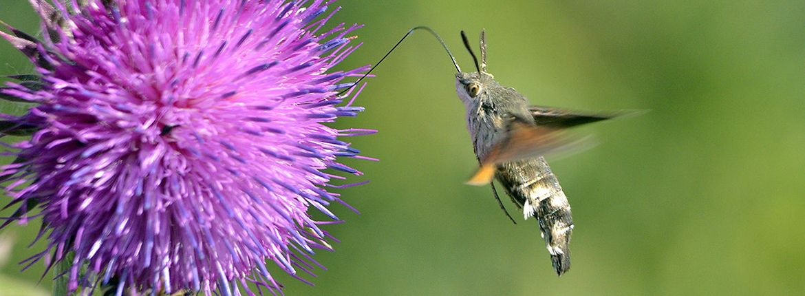 Kolibrievlinder / Hans Peeters